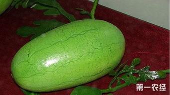 长宁崩瓜怎么吃,解锁美味新体验