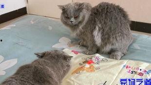 吃瓜的胖猫,吃瓜胖猫的趣味生活揭秘