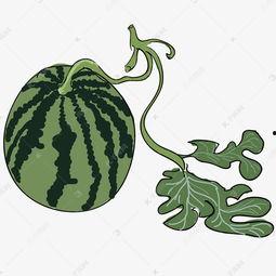 吃圆圆的瓜,探寻圆圆瓜子的美味奥秘