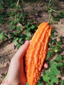 官方认证吃瓜,揭秘吃瓜群众的狂欢盛宴