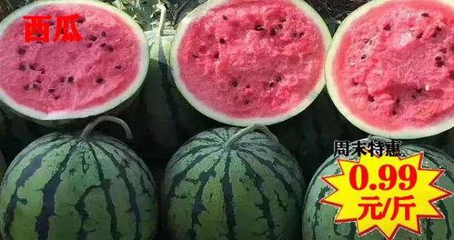 焦作6分40吃瓜,见证瓜农辛勤与丰收