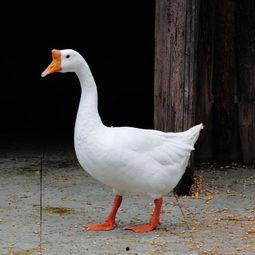 吃瓜鹅每日博,吃瓜鹅每日博带你领略明星幕后故事