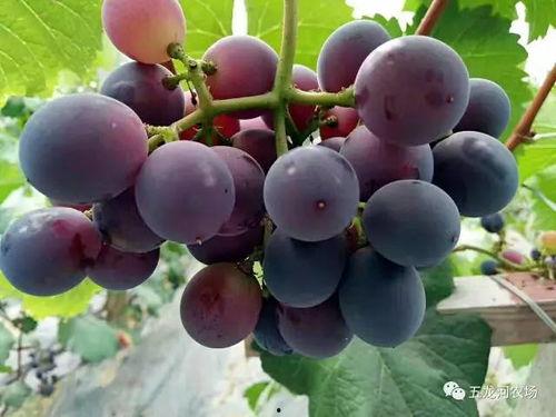 葡萄大王吃瓜,一场与瓜果的甜蜜邂逅