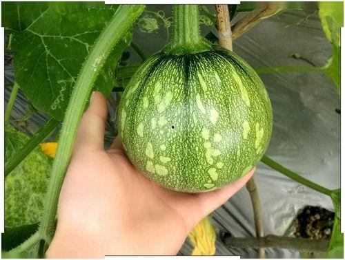 小宸吃瓜,揭秘娱乐圈那些不为人知的幕后故事