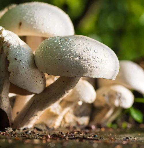 51吃瓜今日蘑菇视频,蘑菇视频揭秘娱乐圈幕后故事