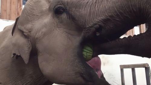 大象的吃瓜方法