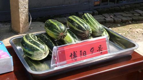 吃瓜美区,社交网络中的娱乐与八卦盛宴