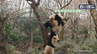 吃瓜的熊猫妹,揭秘娱乐圈那些事儿