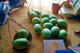 吃瓜有田,揭秘田间地头的趣味生活