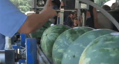 湖南都市吃瓜,揭秘本地热门“吃瓜”事件，一网打尽街头巷尾热议焦点