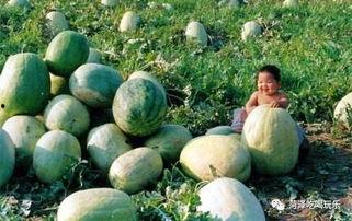 山东精通教育吃瓜,揭秘校园里的“吃瓜”现象