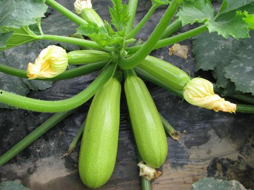 声控吃冻拇指瓜,唤醒味蕾的冻拇指瓜奇遇记