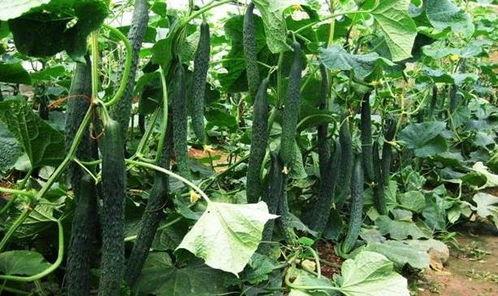 立夏吃的瓜图片,探寻传统美食中的夏日风情