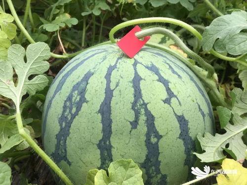 国培计划吃瓜,探索教育新篇章，共筑教育强国梦