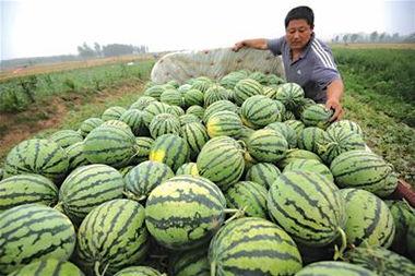 做梦在瓜地里卖瓜吃瓜,一场奇幻的卖瓜吃瓜之旅