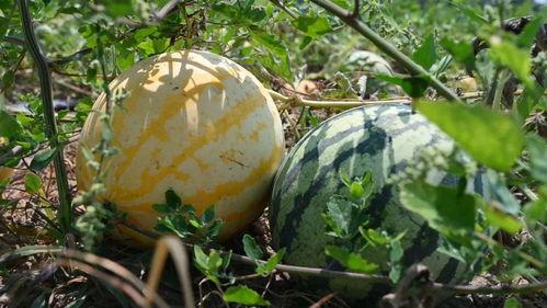 可以去哪里吃瓜,一网打尽娱乐圈最新动态