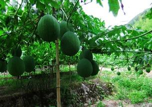 吊瓜能干吃吗,探索吊瓜干食的独特魅力