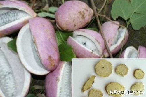 吃八月瓜可以吃籽,天然美味与营养的完美结合