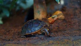 乌龟吃瓜怎么吃最快,乌龟速吃瓜技巧揭秘