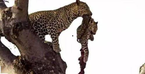 小猎豹的吃瓜,小猎豹的瓜田奇遇记