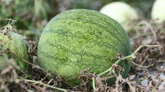 吃瓜事件兰州,一场网络狂欢背后的真相与反思