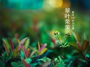 看花吃瓜诗句,品味人生百态