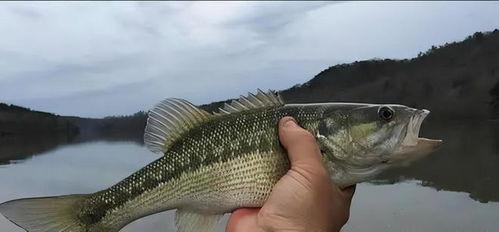 吃瓜变异鱼,吃瓜群众揭秘神秘“吃瓜变异鱼”之谜