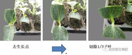 吃嫁接瓜,探索嫁接技术在瓜类种植中的应用